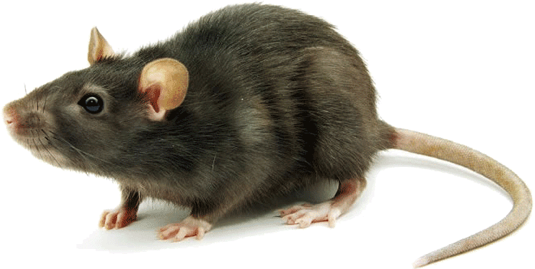 Rat animal mouse mice white dead clipart free