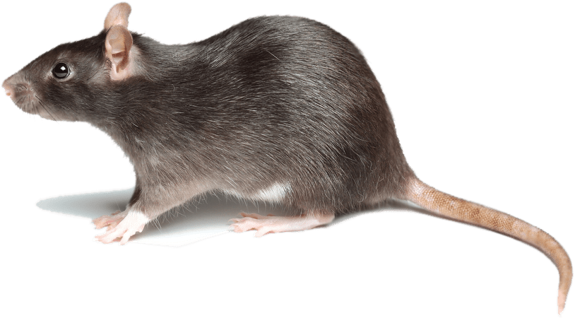 Rat animal mouse mice white dead clipart transparent