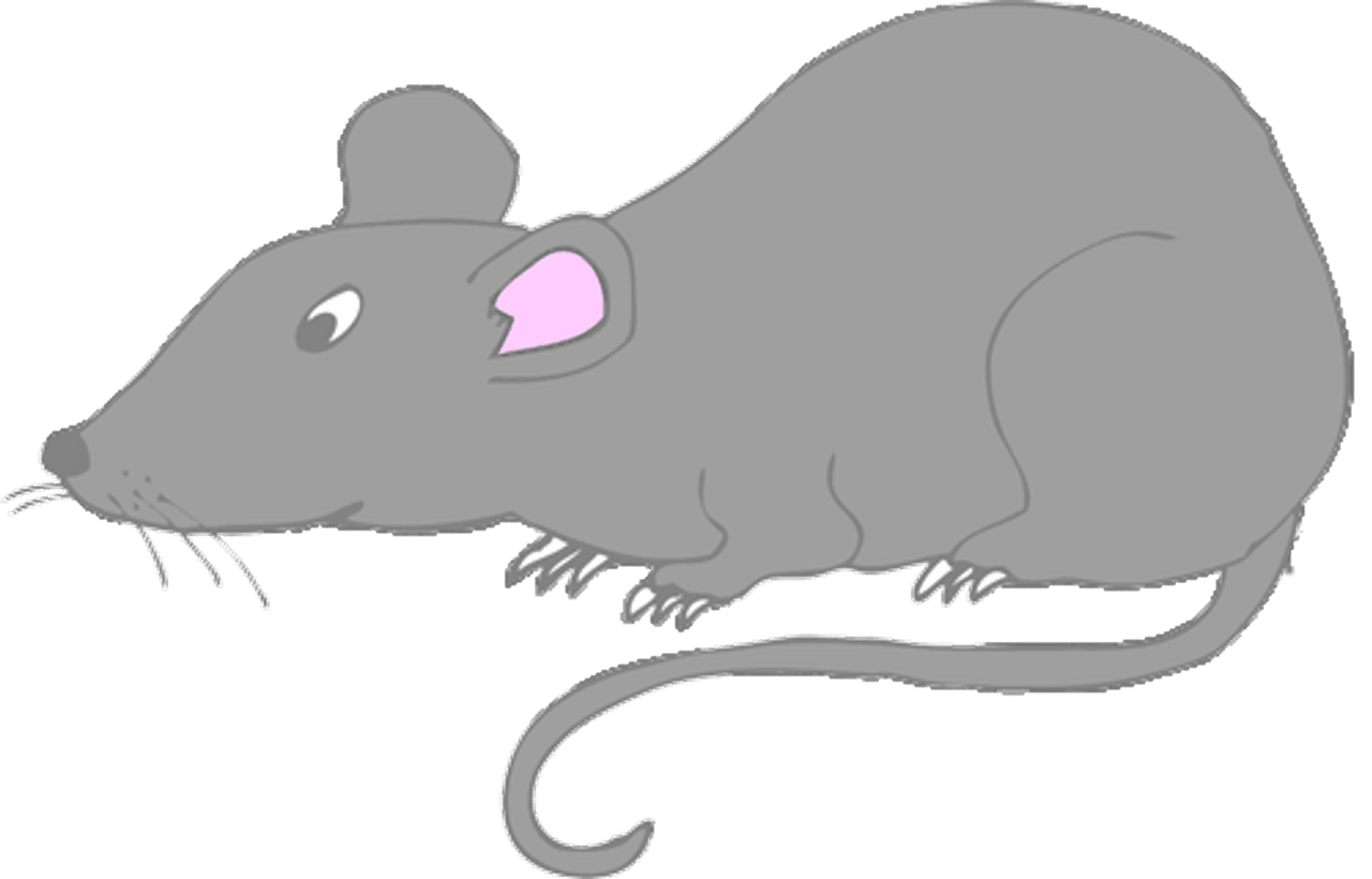 Rat ara by blacktanknetwork clipart photo