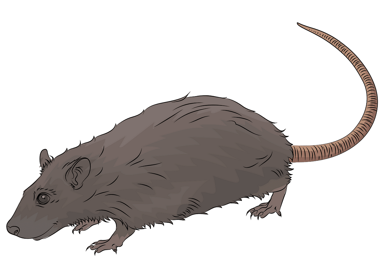 Rat clipart background