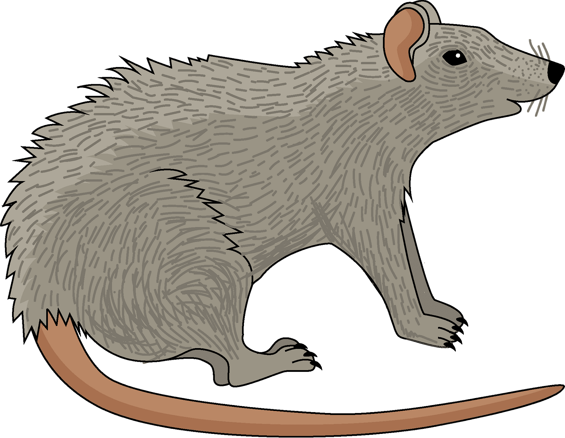 Rat clipart clip art 2