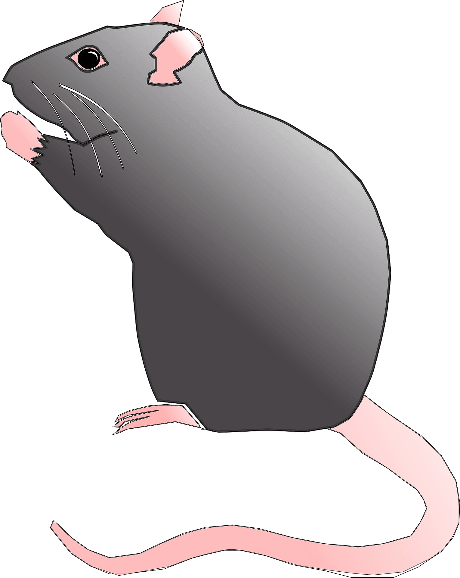 Rat clipart image 2