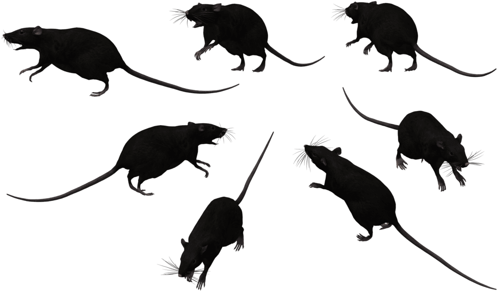 Rat clipart image with no background