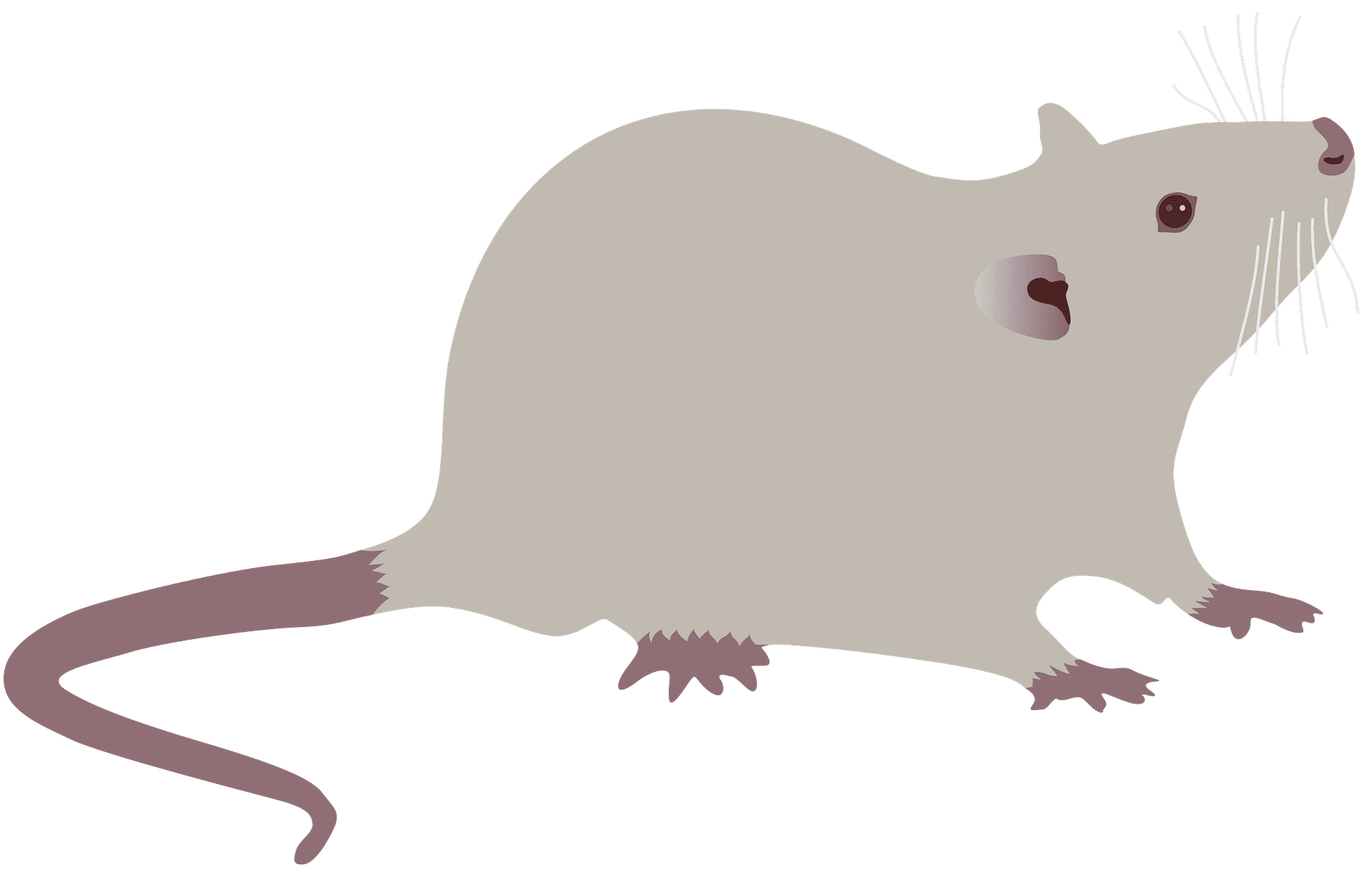Rat clipart image