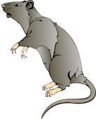 Rat clipart photo – Clipartix