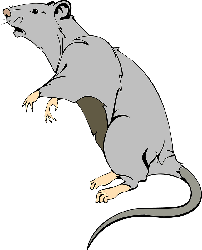 Rat clipart picture
