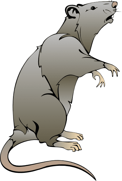 Rat clipart vector line 2