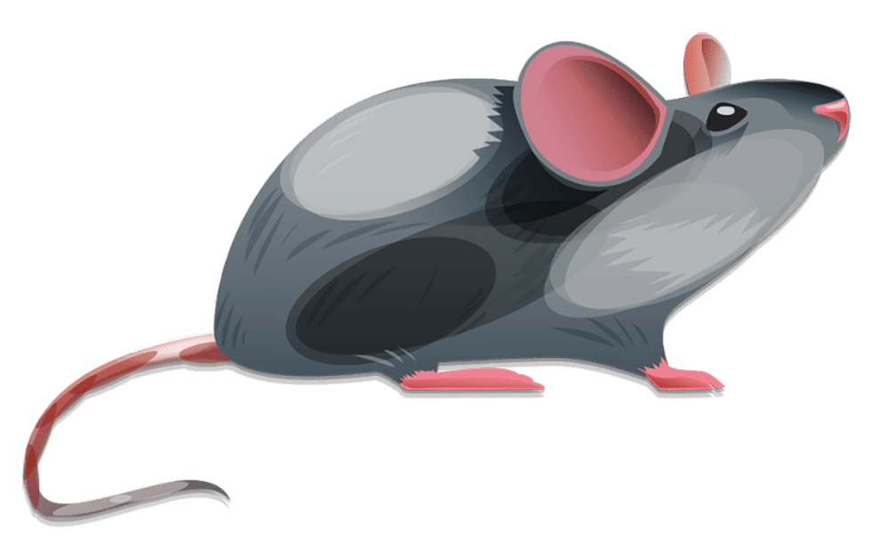 Rat detroit rodent ntrol rove pest clipart picture