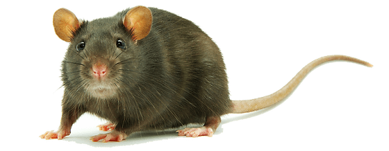 Rat expert solutions of south florida clipart free