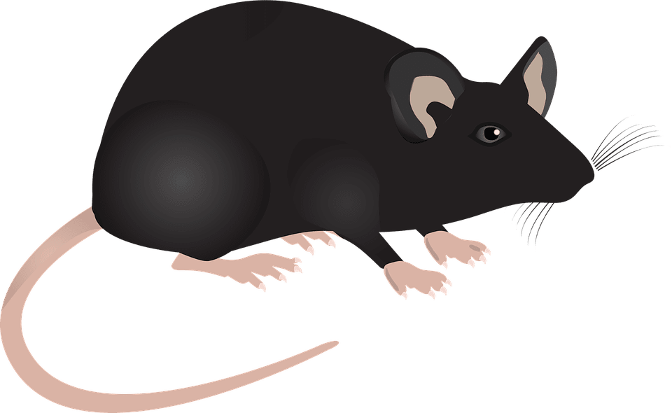Rat key study animal research neuroplasticity rosenzweig clipart background
