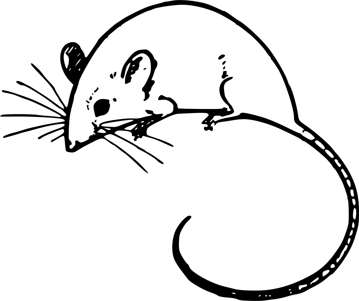 Rat mouse clipart commons picture