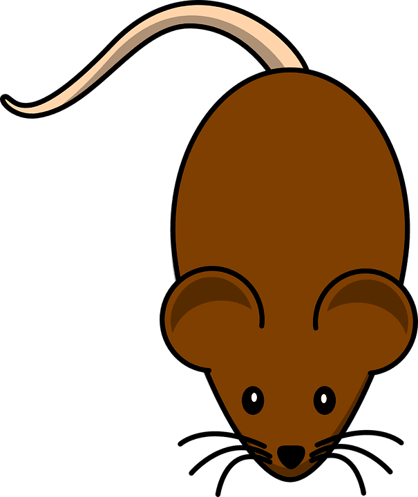 Rat rodent mouse vector graphic clipart