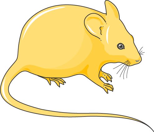Rat rodents medical art clipart background