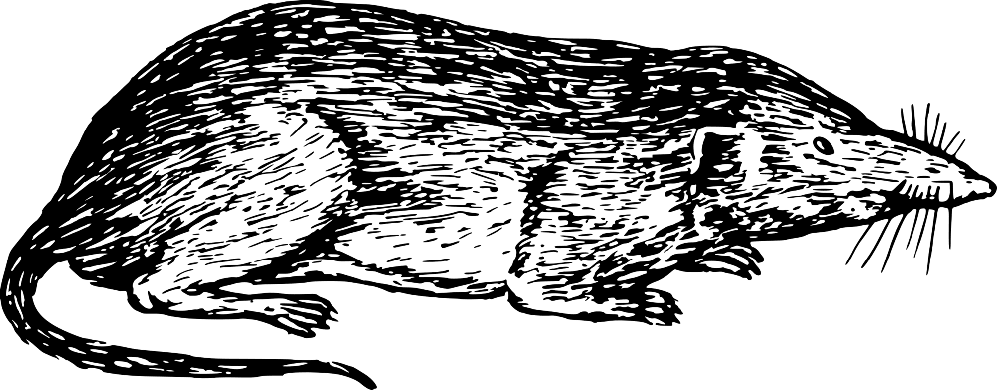 Rat shrew mouse vector clipart image photo