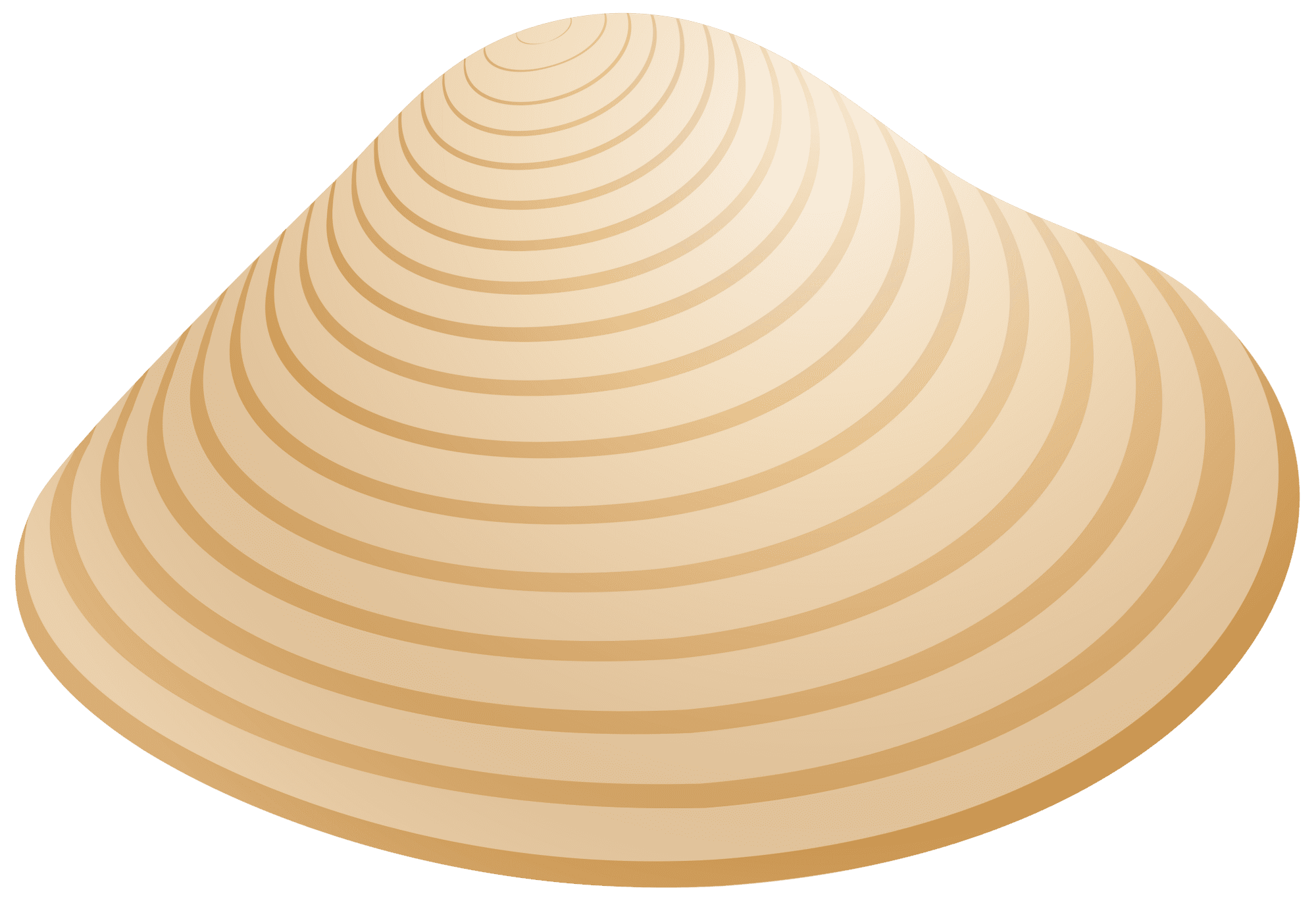 Sea shell clipart best image