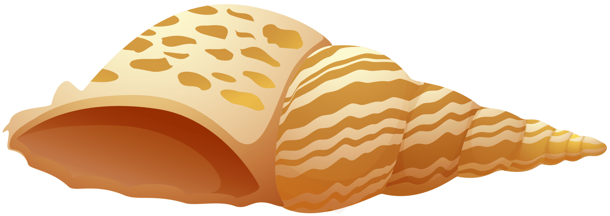 Sea shell clipart best picture