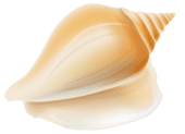 Shell Clipart Pictures – Clipartix