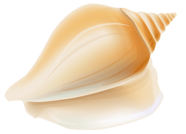 Sea shell clipart picture