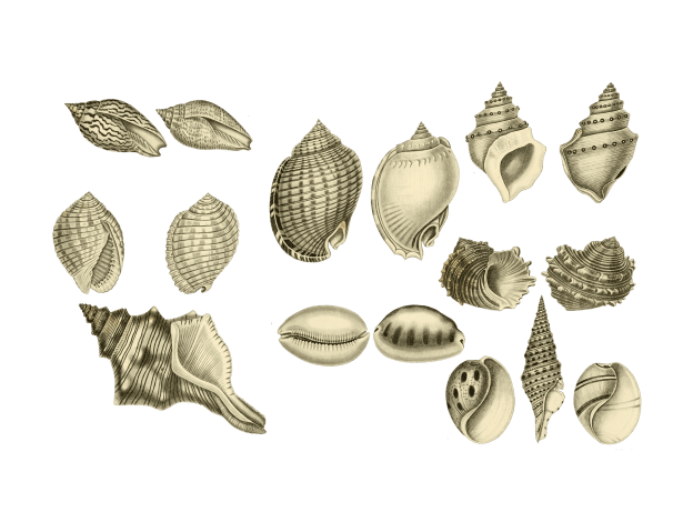Sea shell clipart vintage photo