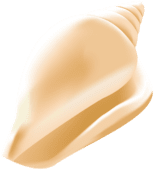 Sea shell image size clipart 2 – Clipartix