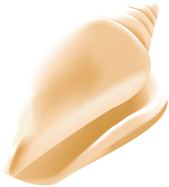 Sea shell image size clipart 2