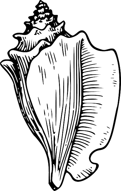 Shell conch nature vector graphic clipart 2