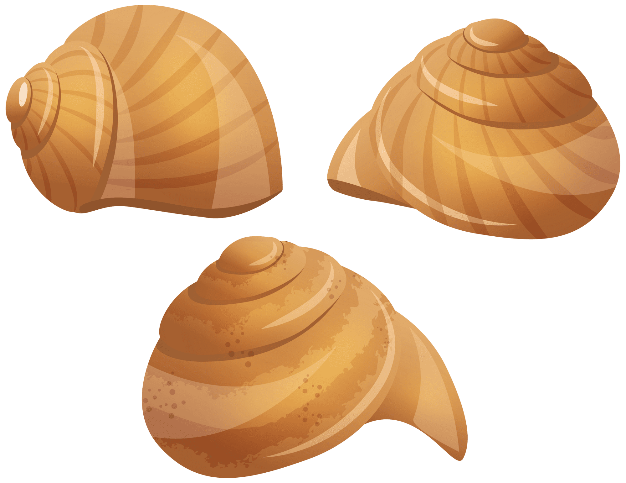 Snail shell clipart vector