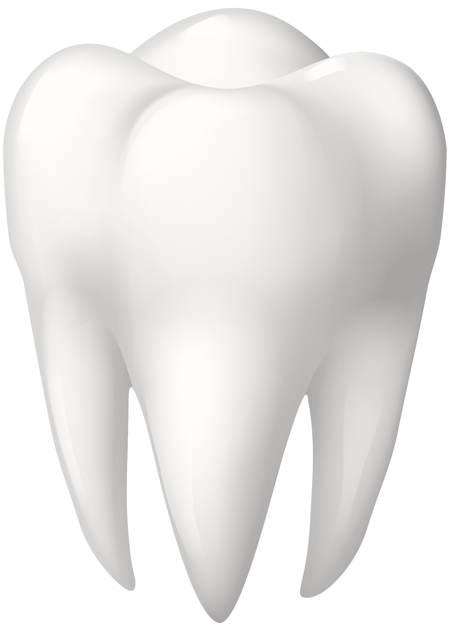 Teeth tooth molar clipart best vector