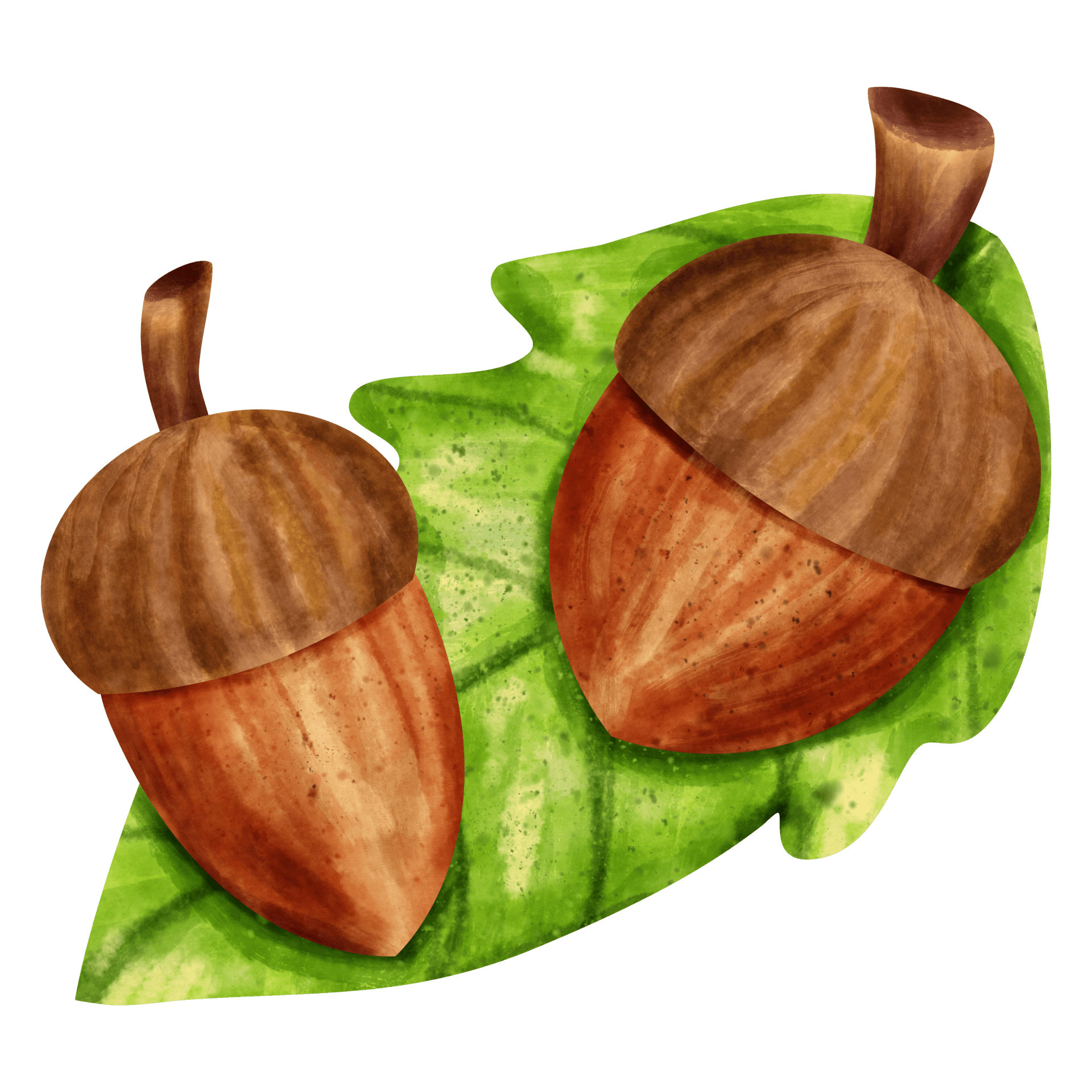 Watercolor acorn clipart picture