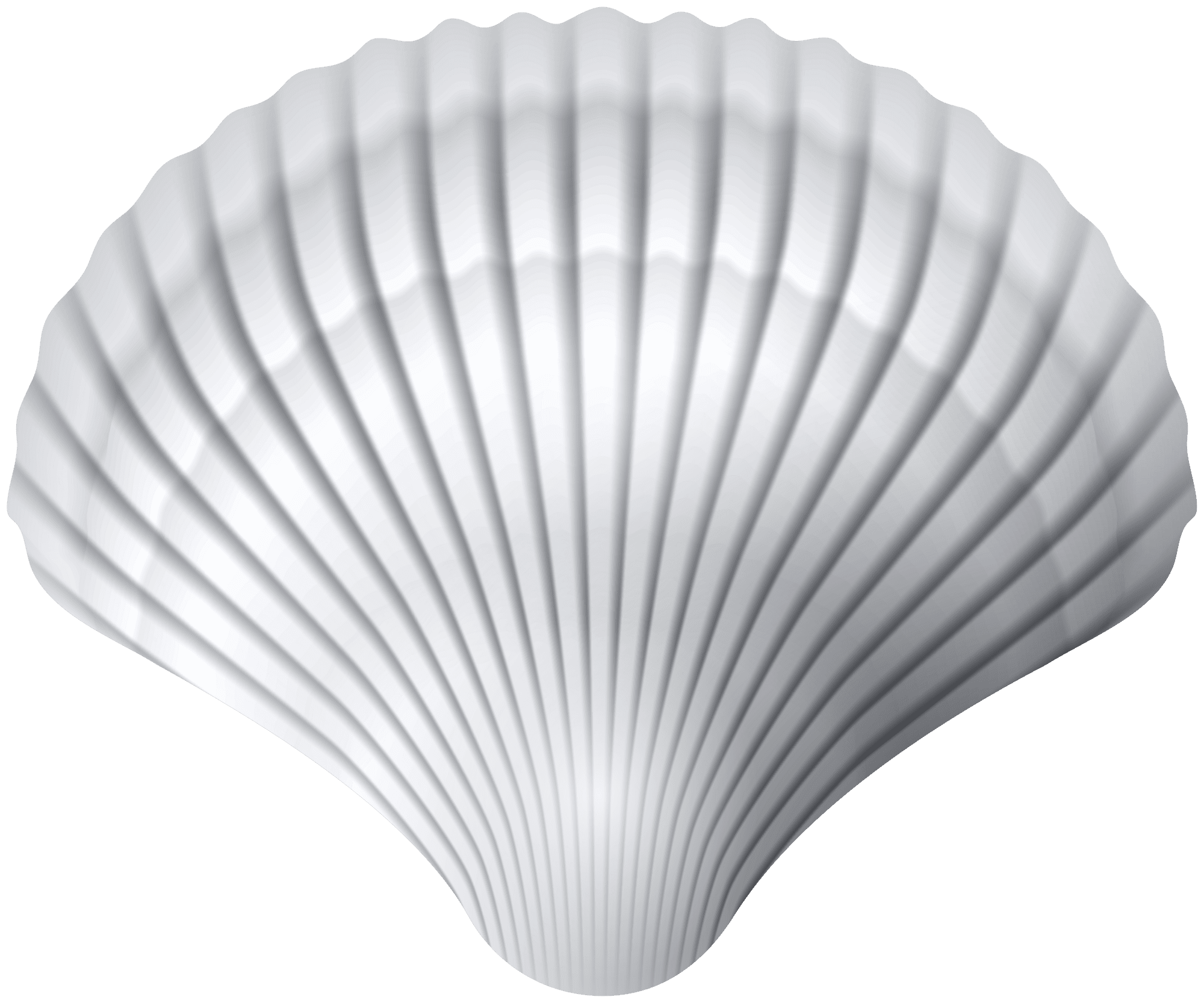 White clam shell clipart high transparent