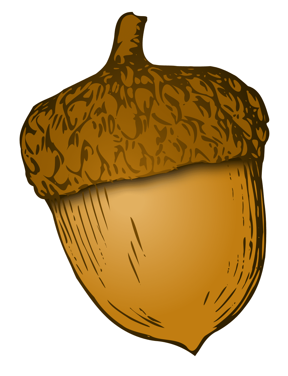 Wikivoc acorn commons clipart image